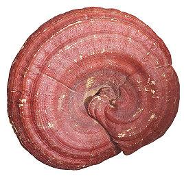 《守望先锋2》或将加入游戏公会和内置锦标赛系统